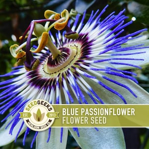 Blue Passionflower Seeds | 20+ Seeds, Heirloom, Non-GMO, Vining Flower, Fragrant, Medicinal, Passiflora caerulea