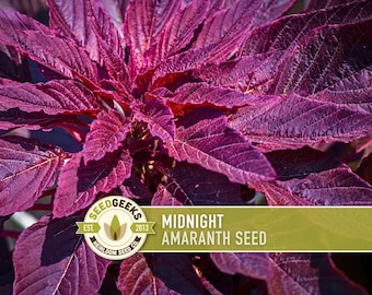Midnight Red Amaranth Seeds – Heirloom Salad Greens & Cut Flower