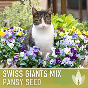 Swiss Giants Pansy Seeds, Heirloom Edible Flowers, 100 Seeds image 10