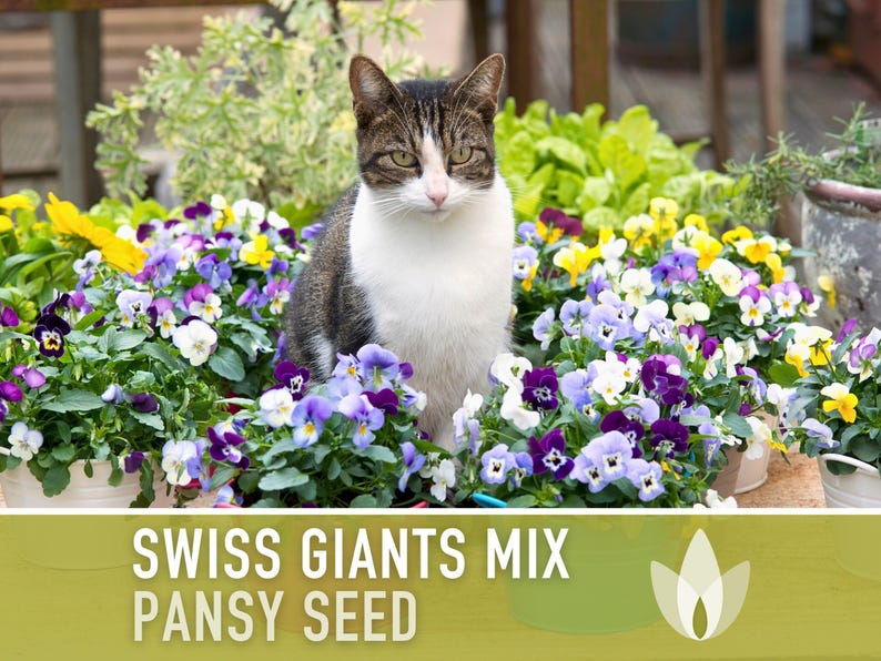Swiss Giants Pansy Seeds, Heirloom Edible Flowers, 100 Seeds image 10