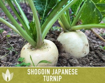 Nabo Selecto 500-50K Semillas Shogoin Planta Vegetal Asiática Japonesa Blanca Hakurei (500
