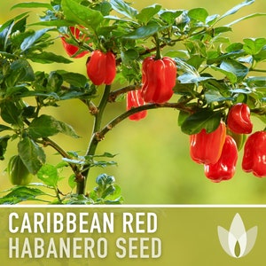 Caribbean Red Habanero Pepper Heirloom Seeds