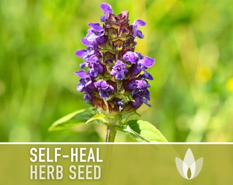 Self Heal Seeds - Heal All, Heirloom Seeds, Medicinal Herb Seeds, Heart-of-the-Earth, Herbal Remedy, Open Pollinated, Non-GMO