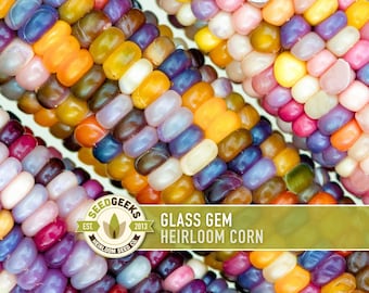 May include: Close-up of several ears of Glass Gem heirloom corn. The kernels display a vibrant array of colors, including orange, yellow, purple, pink, and blue. The image includes the text "Glass Gem Heirloom Corn" and the Seed Geeks logo.