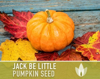 Jack Be Little Pumpkin Heirloom Seeds