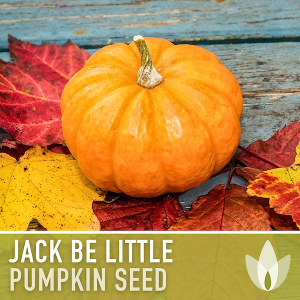 Jack Be Little Pumpkin Heirloom Seeds