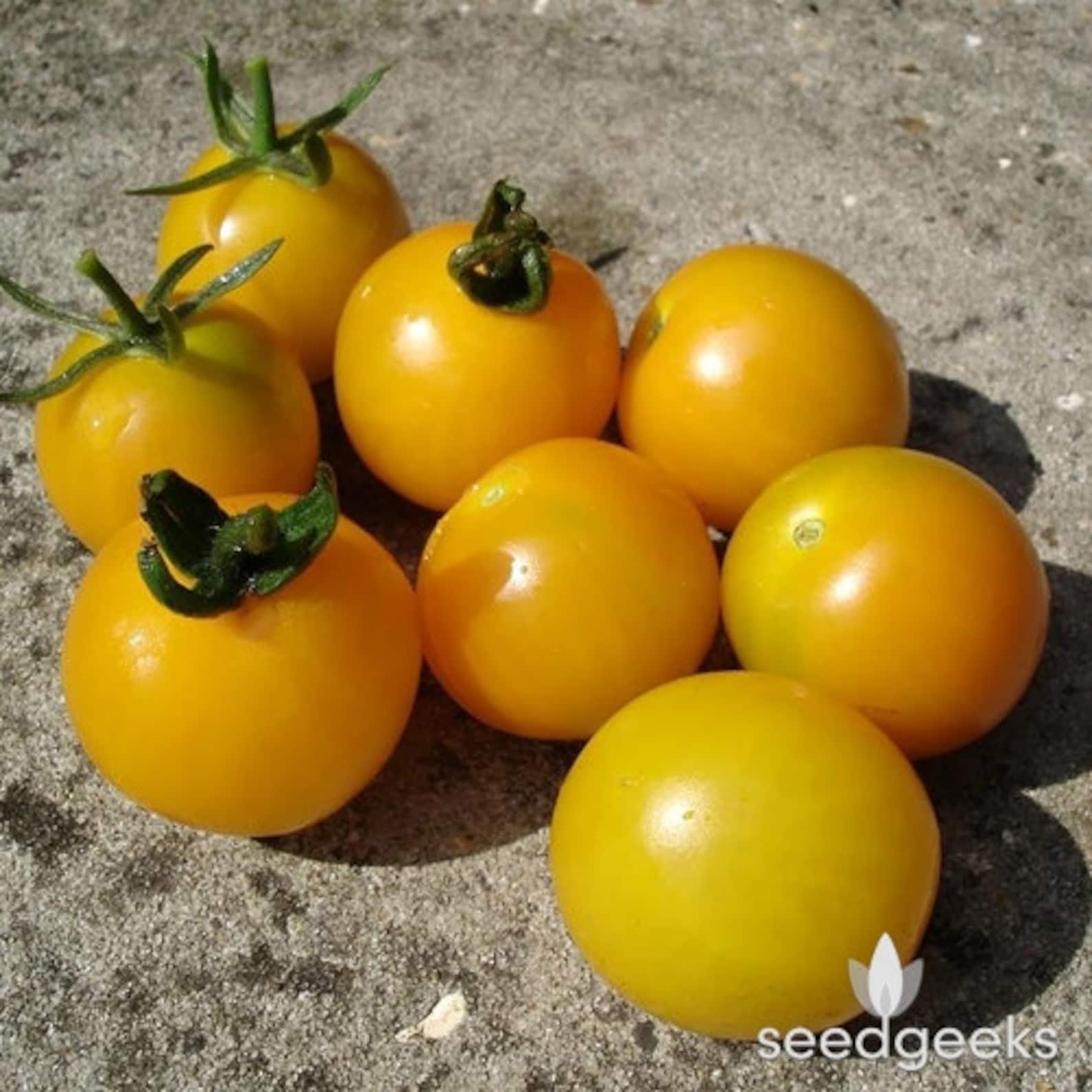 Isis Candy Cherry Tomato Heirloom Seeds Etsy