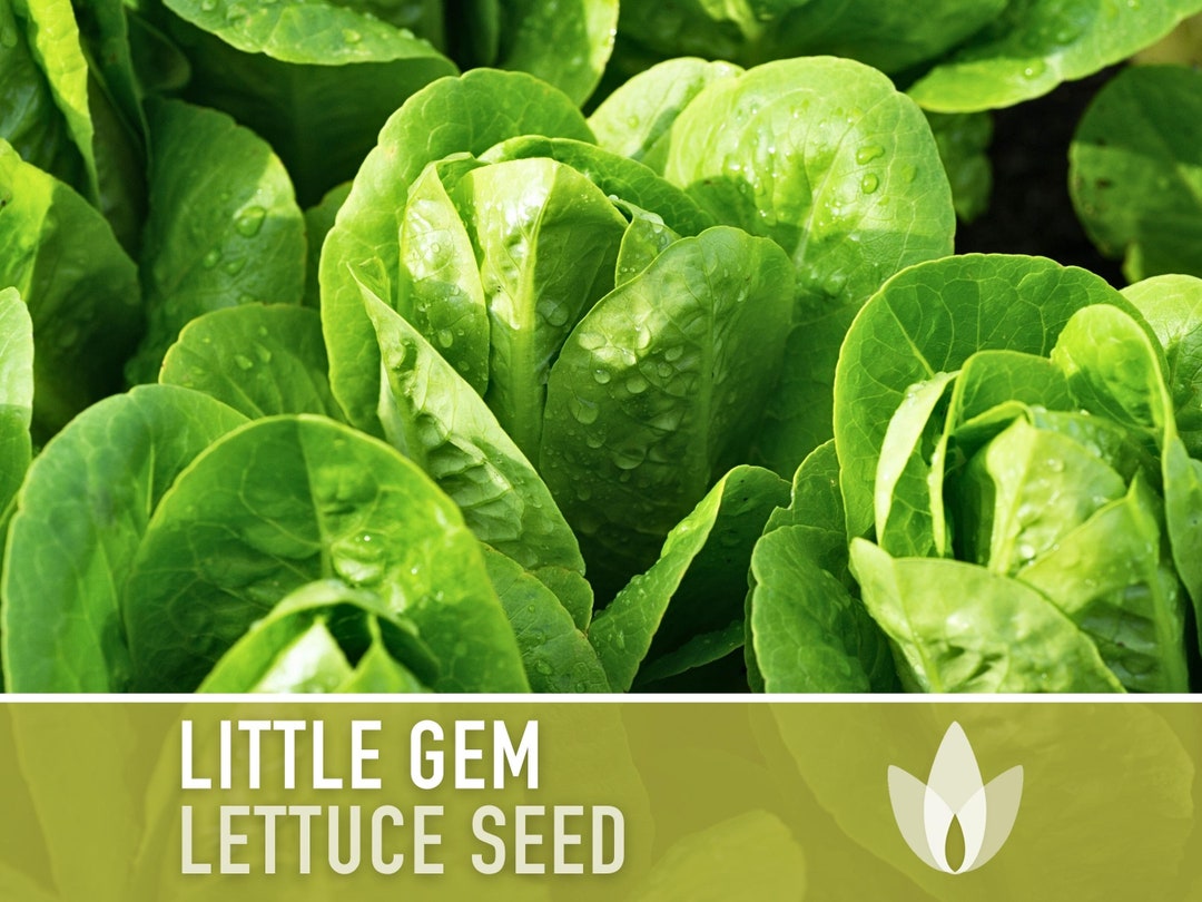 Little Gem Lettuce Heirloom Seeds Sucrine, Sugar Cos, Butterhead, Fresh