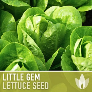 Little Gem Lettuce Heirloom Seeds Sucrine, Sugar Cos, Butterhead, Fresh Salad Garden, Open Pollinated, Non-GMO Bild 1