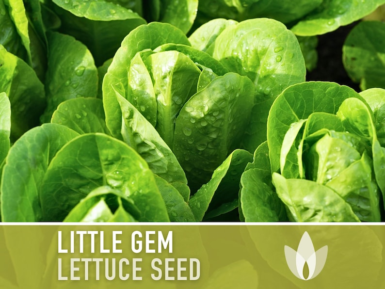 Little Gem Lettuce Heirloom Seeds Sucrine, Sugar Cos, Butterhead, Fresh Salad Garden, Open Pollinated, Non-GMO Bild 1