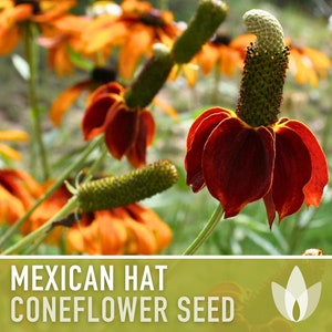 Mexican Hat Coneflower Seeds Heirloom Seeds, Native Wildflower, Prairie Coneflower, Pollinator Friendly, Ratibida Columnifera, Non-GMO image 3