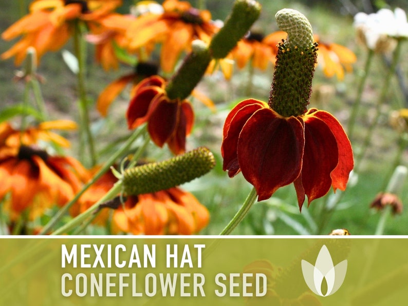 Mexican Hat Coneflower Seeds Heirloom Seeds, Native Wildflower, Prairie Coneflower, Pollinator Friendly, Ratibida Columnifera, Non-GMO image 3