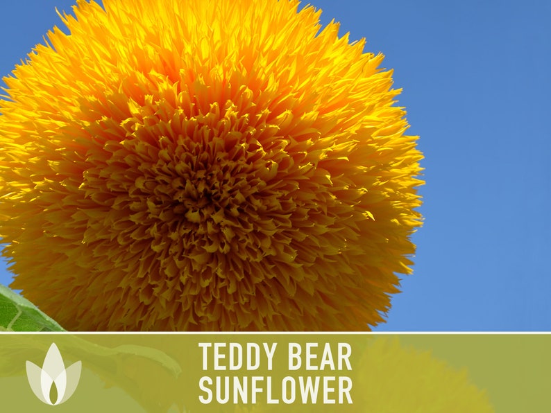 Teddy Bear Sunflower Seeds - Heirloom Seeds, Seed Packets, Flower Seeds, Dwarf Sunflower, Non GMO, Open Pollinated