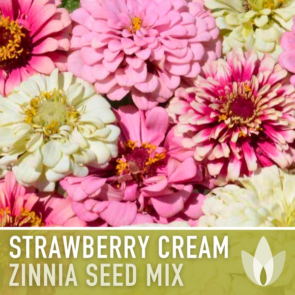 Zinnia, Strawberry Cream Mix Heirloom Flower Seeds - Cut Flowers, Flower Mix, Lemon Zinnia, Mixed Zinnia, Wedding Flowers, Open Pollinated