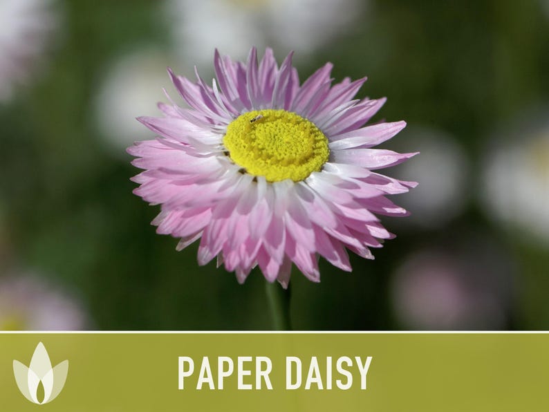 Paper Daisy Flower Seeds - Heirloom Everlasting Flowers for Bouquets image 11