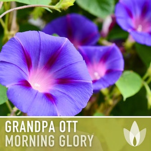 Morning Glory, Grandpa Ott Flower Seeds - Heirloom Seeds, Vining, Annual, Early Bloom, Hummingbird Garden, Deer Resistant, Open Pollinated