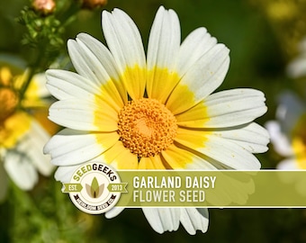 Könnte beinhalten: Nahaufnahme einer leuchtenden Garland-Gänseblümchen-Blume. Die Blume hat weiße Blütenblätter mit gelben Zentren und einen gelben Ring um die Mitte. Das Bild enthält den Text "GARLAND DAISY FLOWER SEED" auf einem grünen Banner.