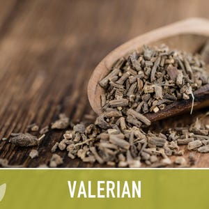 Valerian Herb Seeds | 50+ Seeds, Heirloom Medicinal Plant, Attracts Pollinators & Cats, Valeriana officinalis image 9
