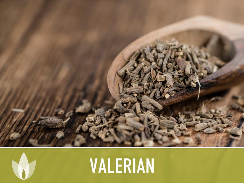 Valerian Herb Seeds | 50+ Seeds, Heirloom Medicinal Plant, Attracts Pollinators & Cats, Valeriana officinalis image 9