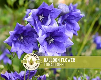 Balloon Flower Seeds, Heirloom Toraji, Culinary Herb (50 Seeds)