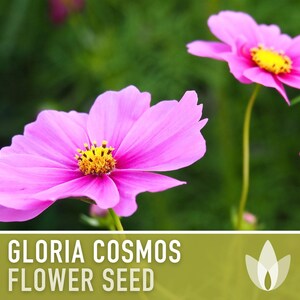 Cosmos, Gloria Heirloom Flower Seeds - Cut Flowers, Butterfly Garden, Pollinator Friendly, Non-GMO image 4