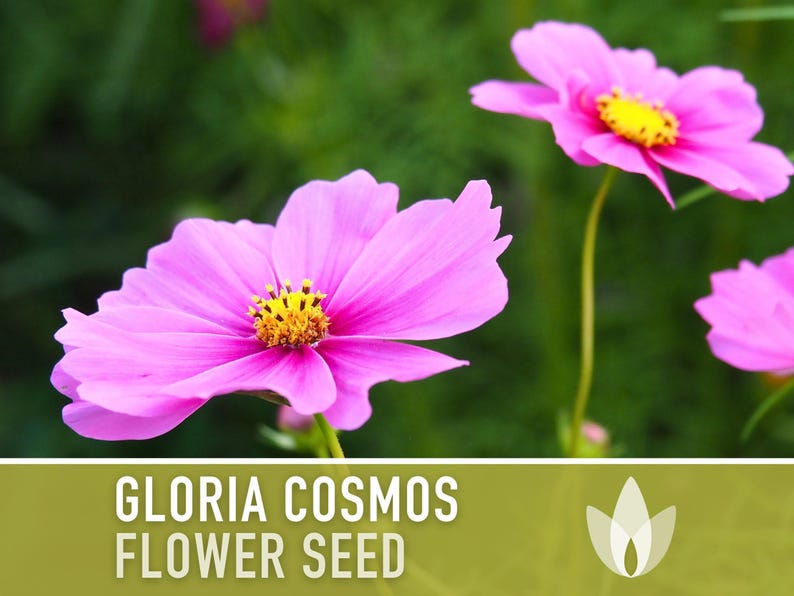 Cosmos, Gloria Heirloom Flower Seeds - Cut Flowers, Butterfly Garden, Pollinator Friendly, Non-GMO image 4