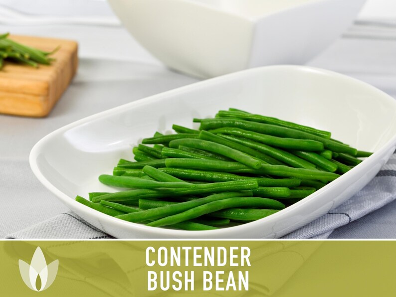SeedGeeks Contender Bush Bean Seeds - Thumbnail 2