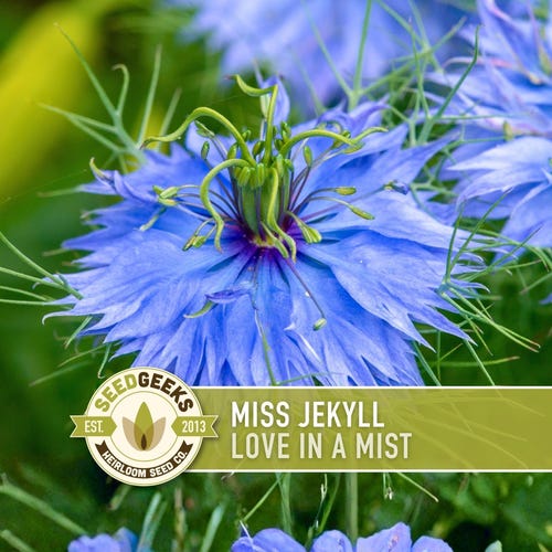 Love-in-a-Mist Miss Jekyll Flower Seeds - Heirloom, Cut Flower, Native, Open Pollinated, Non-GMO