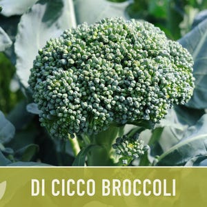 Di Cicco Broccoli Seeds - Heirloom, Organic, Non-GMO image 12