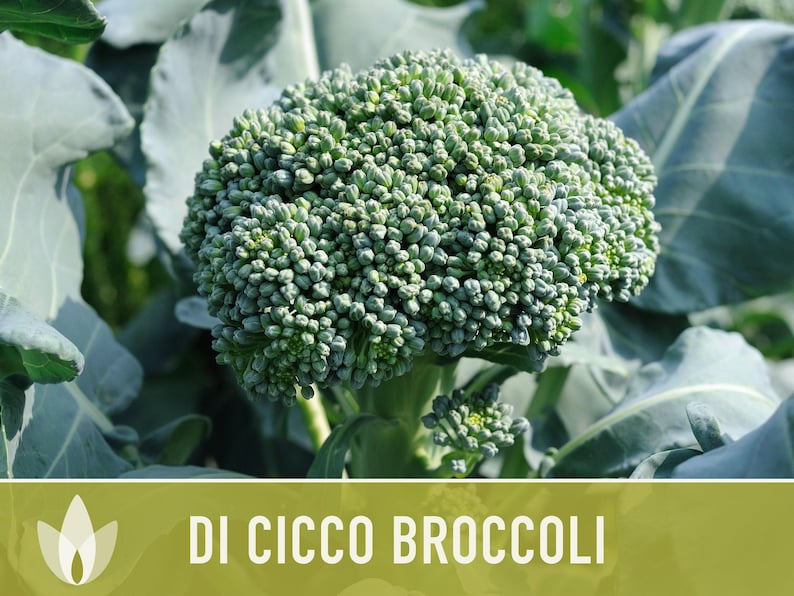 Di Cicco Broccoli Seeds - Heirloom, Organic, Non-GMO image 12