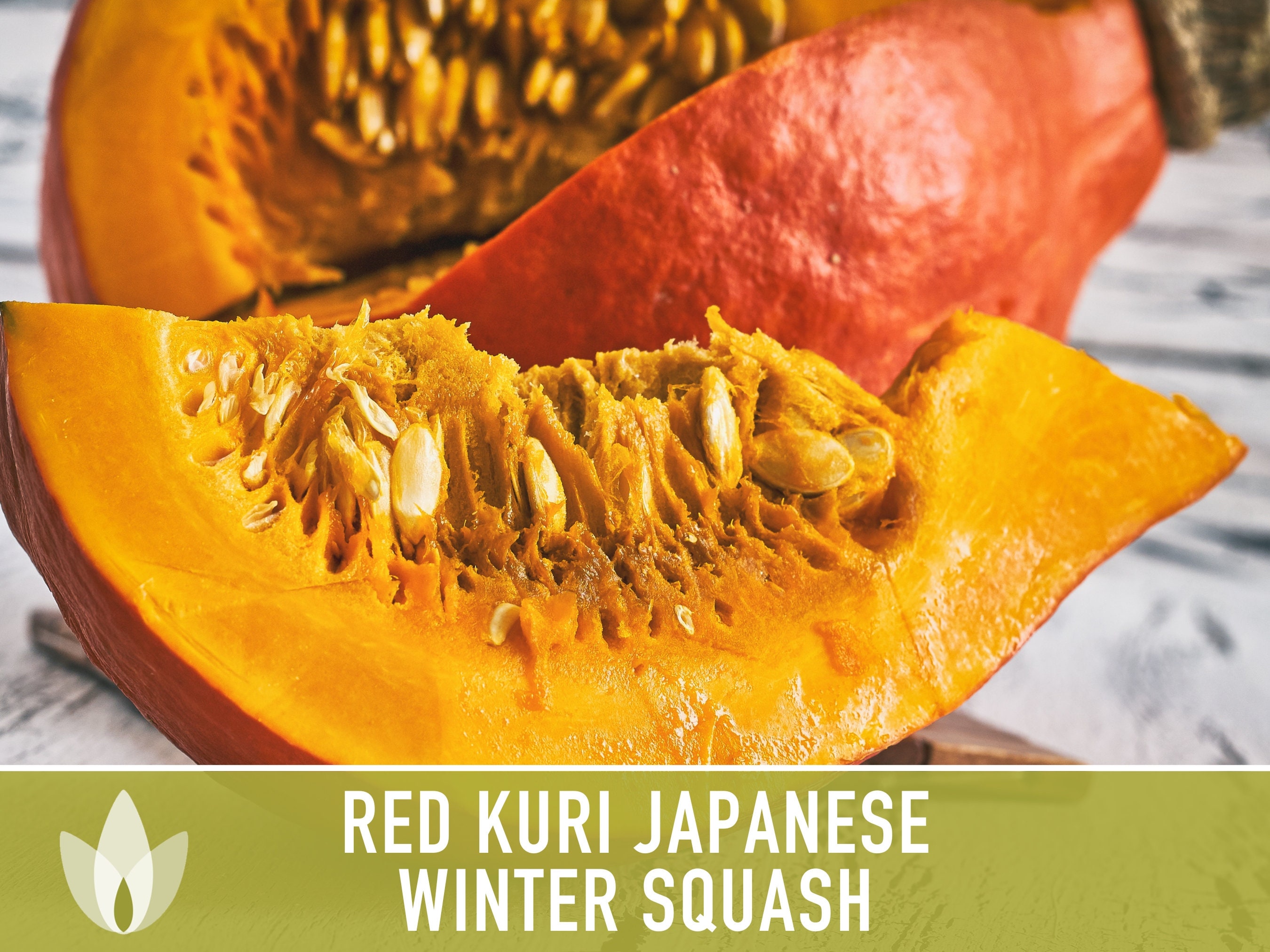 Red Kuri Squash Seeds 10 Red Japanese Kuri Squash Seeds - Dwarf Sized ...