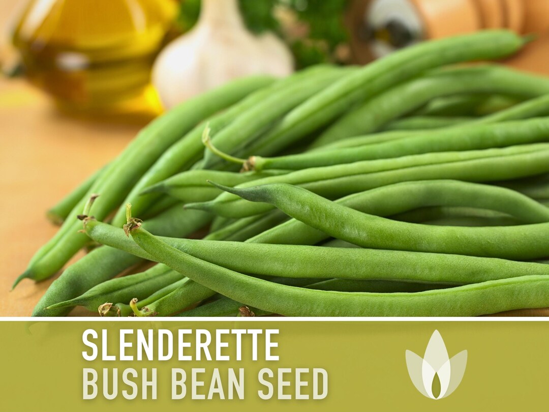 Slenderette Bush Bean Seeds - Heirloom Seeds, Stringless Bean Seeds ...