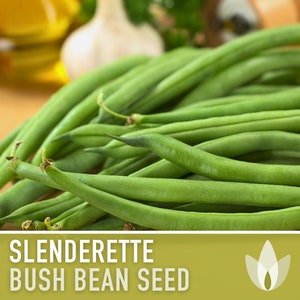Slenderette Bush Bean Seeds - Heirloom Seeds, Stringless Bean Seeds, High Yield, Easy To Grow, Open Pollinated, Non-GMO