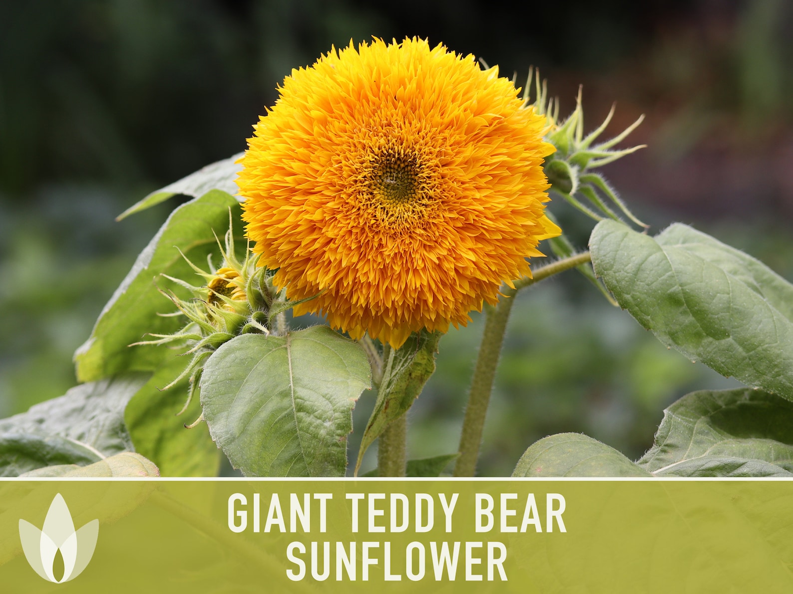 Giant Teddy Bear Sunflower Seeds Heirloom Seeds Sunflower Etsy