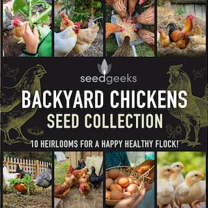 Backyard Chicken Favorites - Heirloom Seed Collection, 10 Hand-Selected Seed Packets for Backyard Chicken Gardens, Open Pollinated, Non-GMO