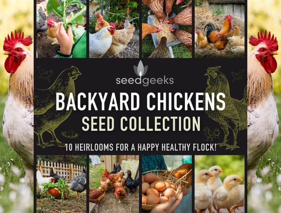Heirloom Seed Collection for Backyard Chickens – 10 Open Pollinated Varieties