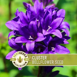 May include: Close-up of a cluster bellflower with vibrant purple petals and white stamens. The image includes a logo that reads "SEED GEEKS" and the text "CLUSTER BELLFLOWER SEED". The background is a soft green.