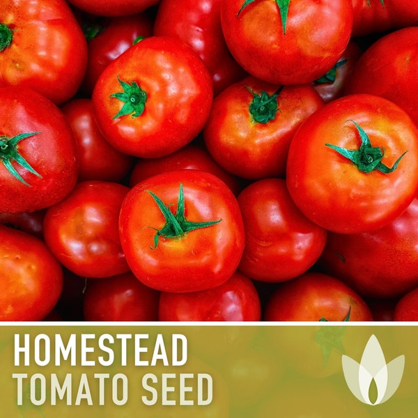 Homestead Improved Tomato Seeds - Heirloom Seeds, Floridade, High Yield, Heat Loving, Slicing Tomato, Canning Tomato, Determinate, Non-GMO