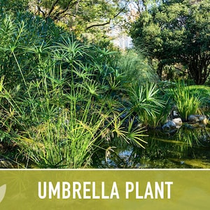 Umbrella Plant Seeds – Cyperus Alternifolius, Ornamental Grass, Non-GMO image 9