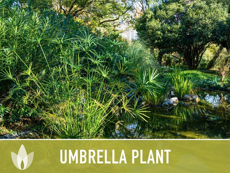 Umbrella Plant Seeds – Cyperus Alternifolius, Ornamental Grass, Non-GMO image 9