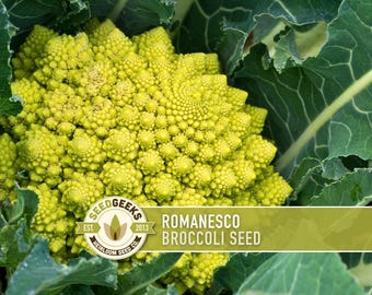 Romanesco Broccoli Heirloom Seeds