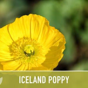 Iceland Poppy Seeds – Pastel Flower Mix, Pollinator Friendly image 6