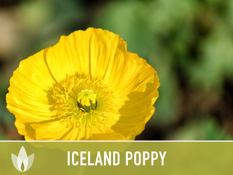 Iceland Poppy Seeds – Pastel Flower Mix, Pollinator Friendly image 6