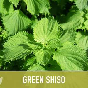 Green Shiso Herb Seeds Heirloom Seeds, Asian Seeds, Culinary Herb, Perilla Seeds, Umeboshi Plums, Radish Pickles, Open Pollinated, Non-GMO image 3