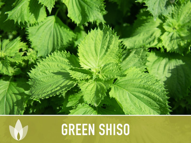 Green Shiso Herb Seeds Heirloom Seeds, Asian Seeds, Culinary Herb, Perilla Seeds, Umeboshi Plums, Radish Pickles, Open Pollinated, Non-GMO image 3