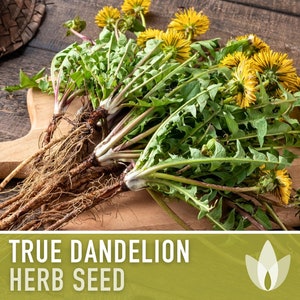 Dandelion, True Flower Seeds - Heirloom Seeds, Fresh Salad, Medicinal Herb, Open Pollinated, Taraxacum Officinale, Non-GMO