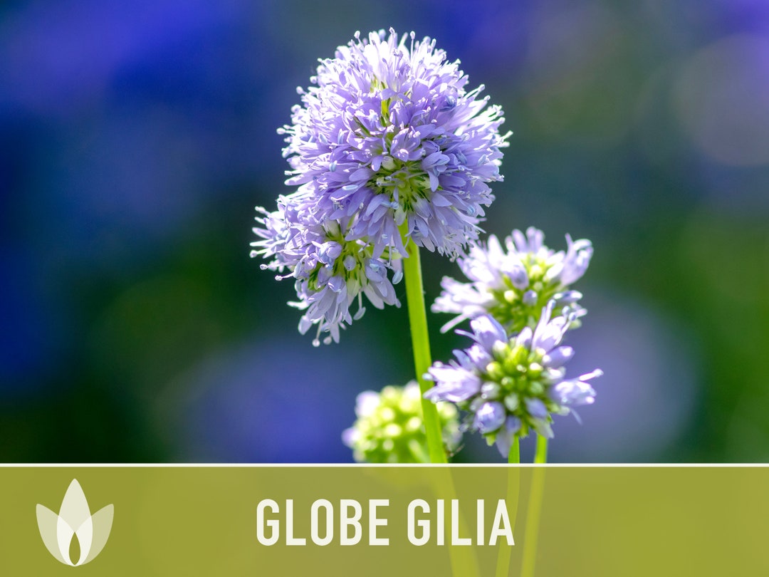 Globe Gilia Flower Seeds Heirloom Native Wildflower Etsy