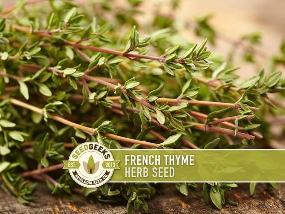 French Thyme Herb Seeds | 200+ Seeds, Heirloom, Culinary & Medicinal, Non-GMO, Perennial, Organic, Thymus vulgaris