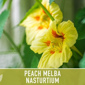 Nasturtium, Peach Melba Flower Seeds Heirloom Seeds, Dwarf Nasturtium, Tangy Peppery Taste, Easy To Grow, Tropaeolum Majus, Non-Gmo image 4