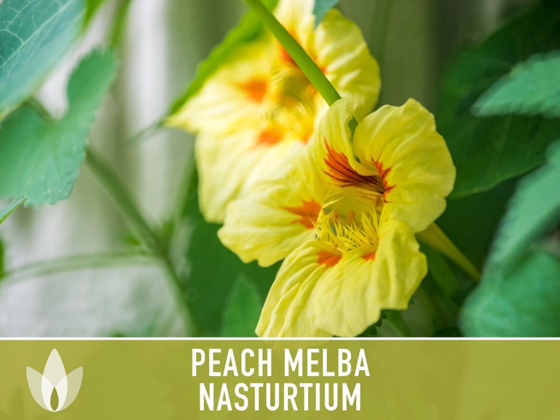 Nasturtium, Peach Melba Flower Seeds Heirloom Seeds, Dwarf Nasturtium, Tangy Peppery Taste, Easy To Grow, Tropaeolum Majus, Non-Gmo image 4